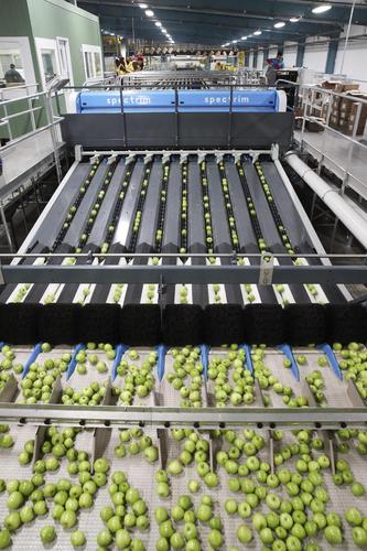 11月3日,在美国华盛顿州韦纳奇市郊的奥威尔果品公司加工厂,苹果在