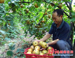 隆回县司门前镇政协帮扶农民种植特色水果致富